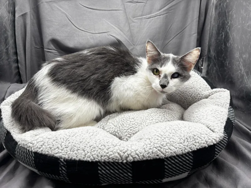 A young medium-sized female Domestic Short Hair cat named Amelia for adoption in Appling, GA