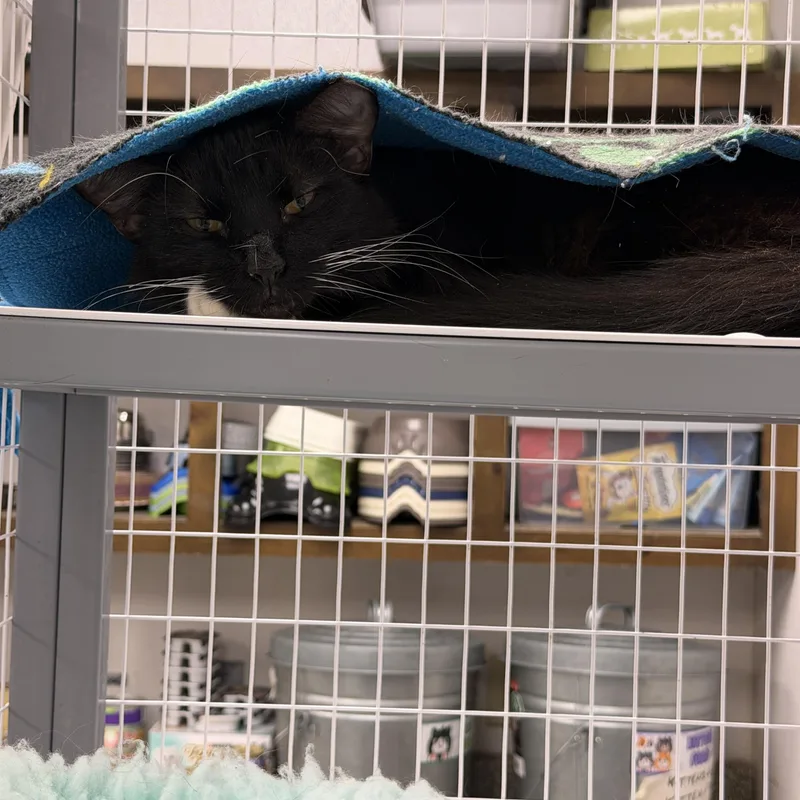 An adult medium-sized male Domestic Long Hair cat named Velvet for adoption in Senatobia, MS