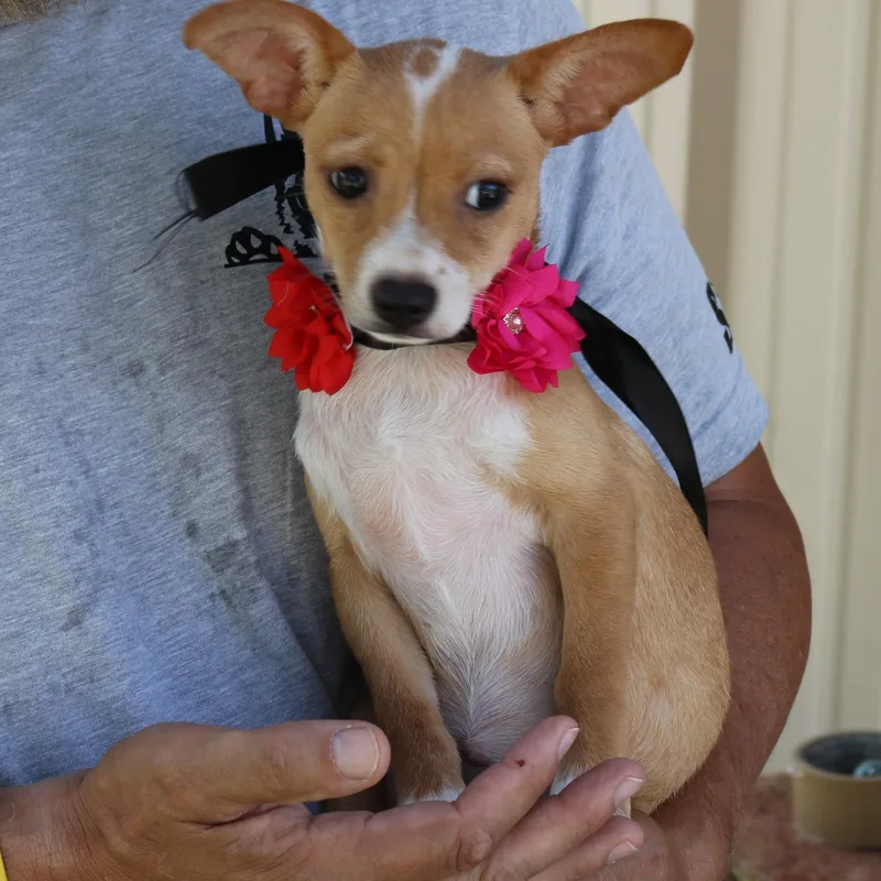 A baby small-sized female Red / Chestnut / Orange Basenji dog named Pebbles for adoption in Bandera, TX