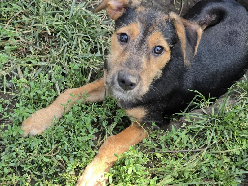 A baby medium-sized male Schnauzer dog named Duffy for adoption in Marine City, MI