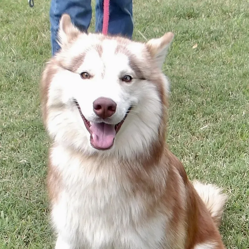 A young medium-sized male Husky dog named Mr. Watson for adoption in Gloucester, VA