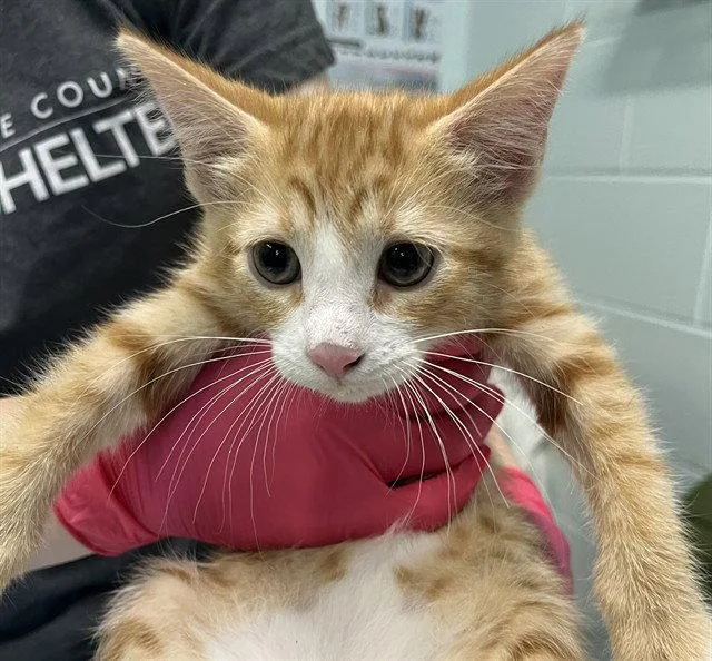 A baby small-sized female Orange / Red Domestic Short Hair cat named Pineapple for adoption in Tavares, FL