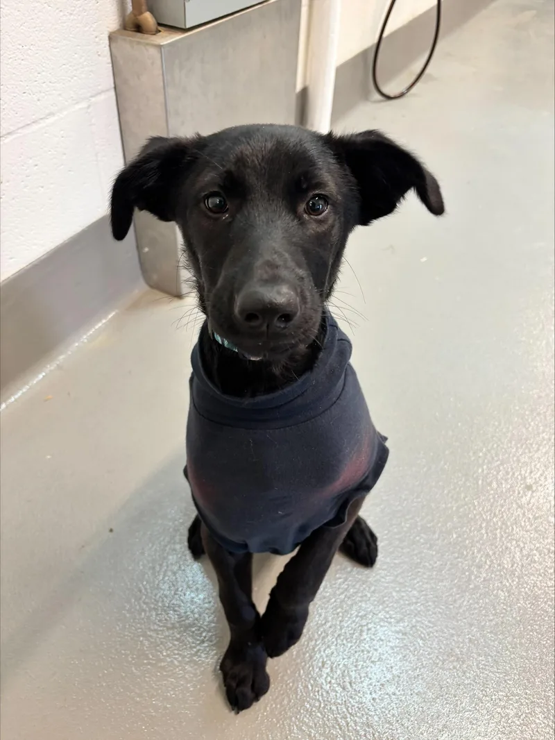 A young medium-sized female Black Labrador Retriever dog named Evelyn for adoption in Waldport, OR