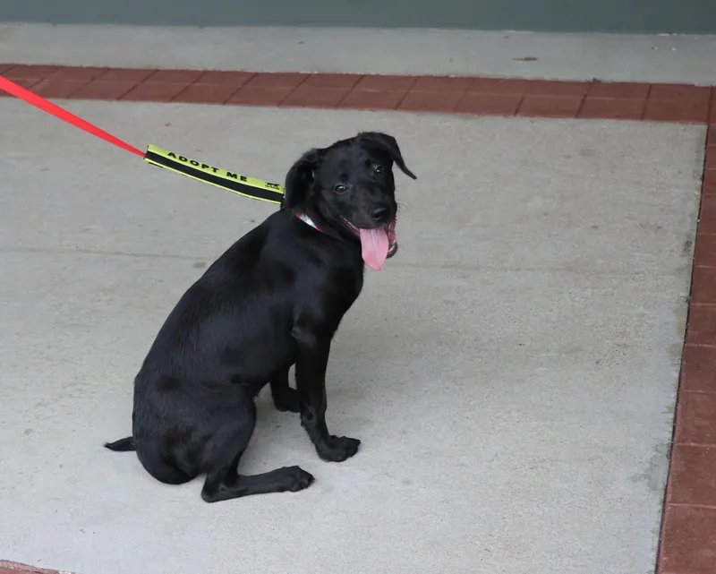 A baby medium-sized female Black Terrier dog named Baby Ruth for adoption in Pflugerville, TX