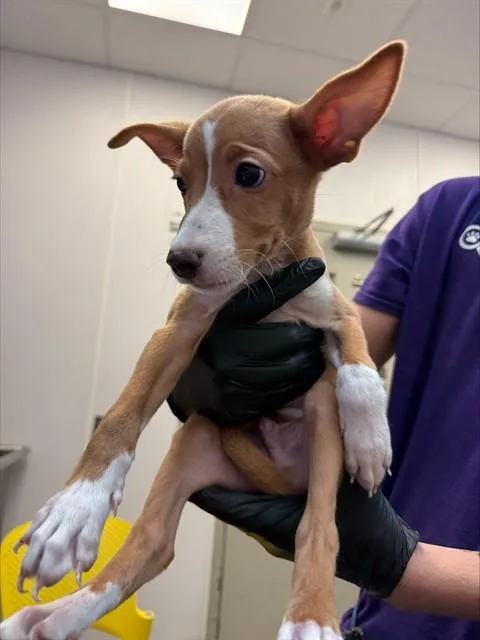 A baby small-sized male Australian Cattle Dog / Blue Heeler dog named Bruno for adoption in Tucson, AZ