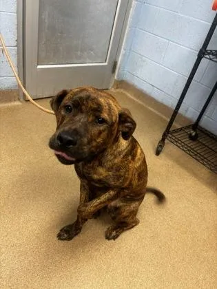 A young large-sized male Mixed Breed dog named Model for adoption in Chamblee, GA