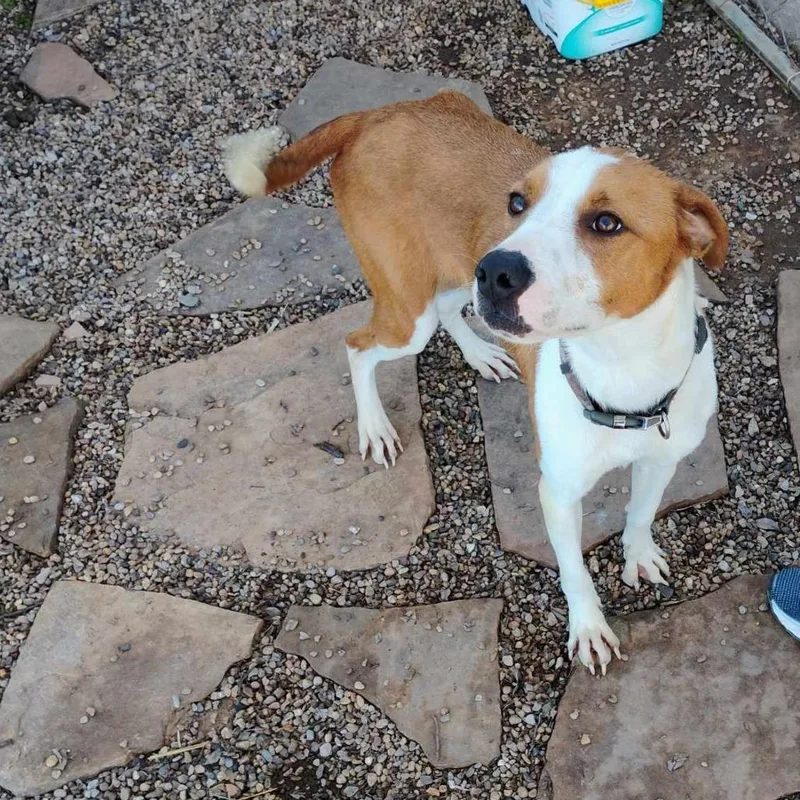 An adult medium-sized female Yellow / Tan / Blond / Fawn Mixed Breed dog named Tango for adoption in Duncan, OK