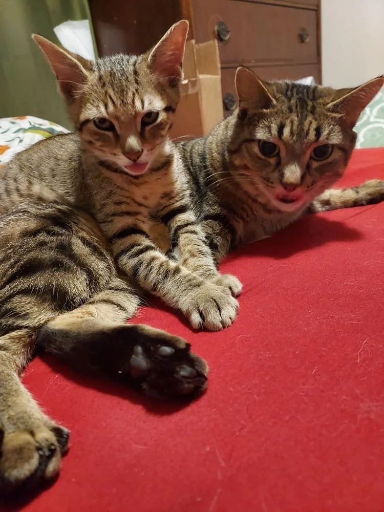 A baby small-sized male Tabby (Brown / Chocolate) Domestic Short Hair cat named Chewbacca for adoption in Plymouth, MI
