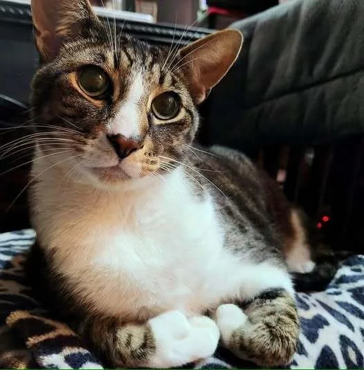 An adult medium-sized male Gray & White Domestic Short Hair cat named Arlo for adoption in Hudson, NH