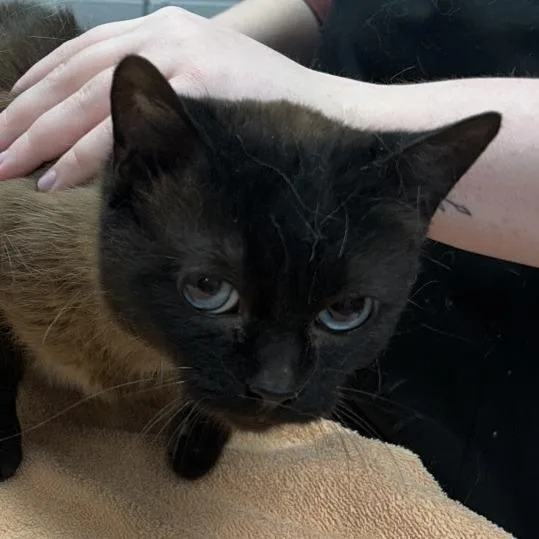 An adult medium-sized female Brown / Chocolate Domestic Short Hair cat named Luna for adoption in West Olive, MI