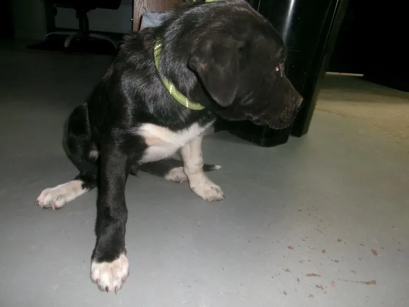 A baby small-sized male Shepherd dog named Archer for adoption in Winslow, AZ