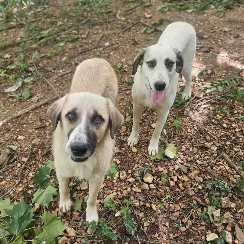 A young large-sized male Yellow / Tan / Blond / Fawn Anatolian Shepherd dog named Fred for adoption in Springfield, MO