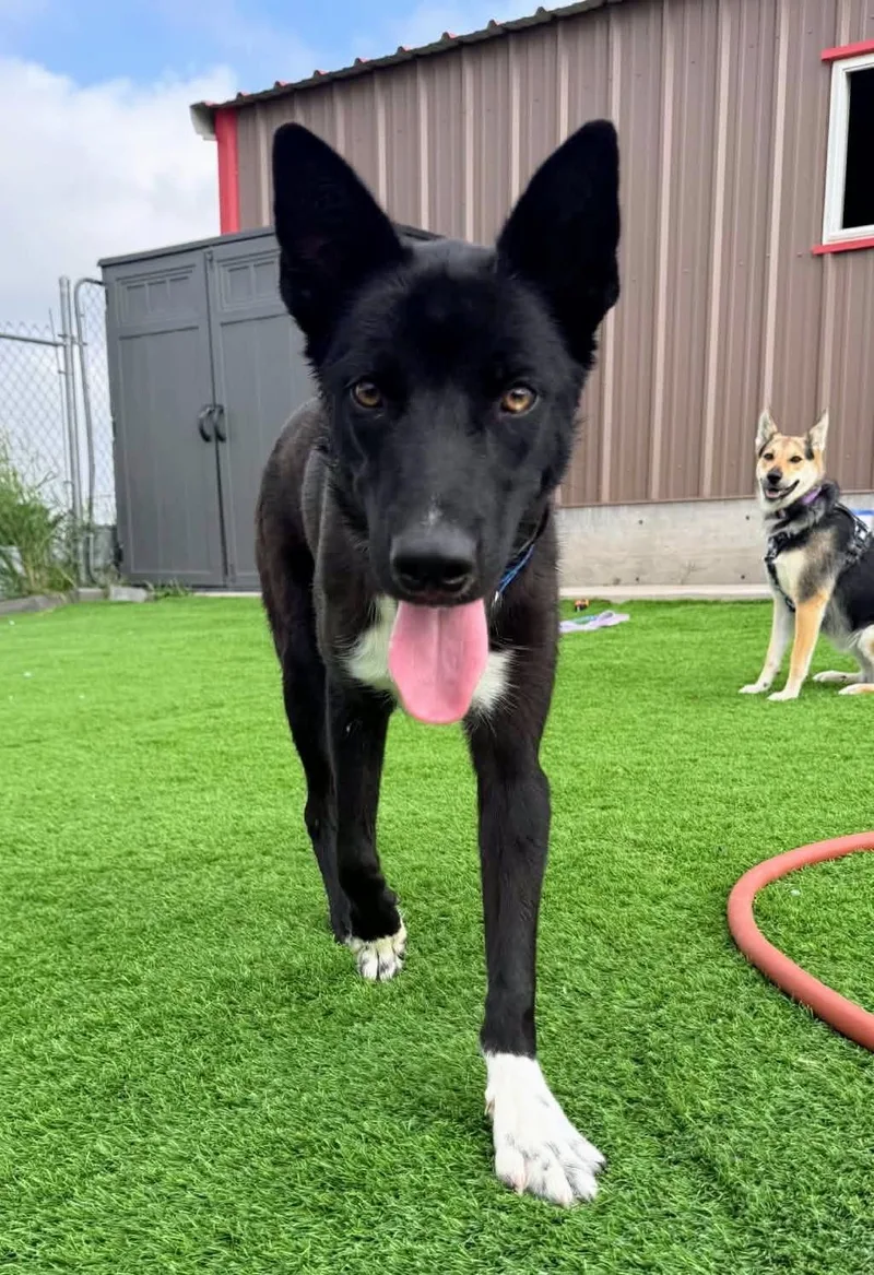 A young medium-sized male Border Collie dog named Jasper for adoption in Evergreen, CO
