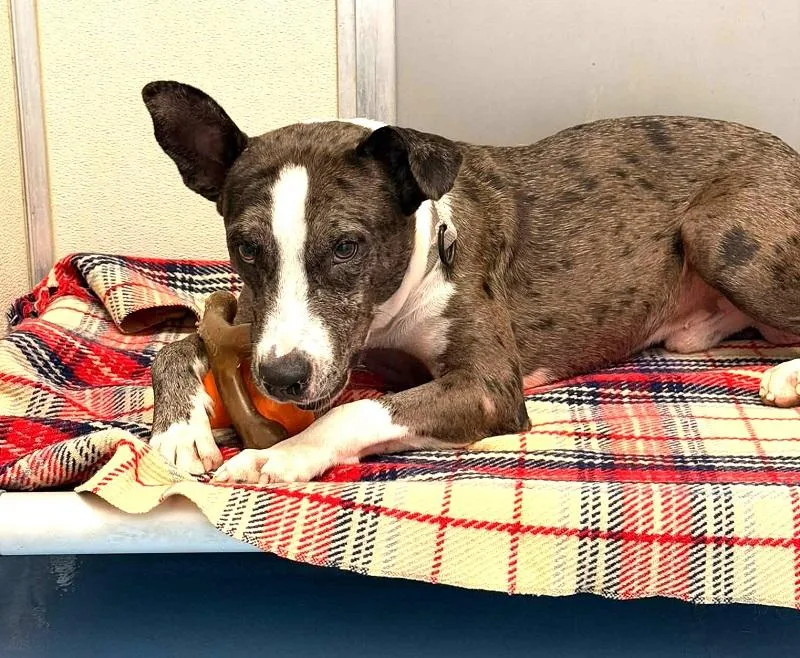 An adult medium-sized male Gray / Blue / Silver Australian Cattle Dog / Blue Heeler dog named Jo Jo for adoption in Pegram, TN