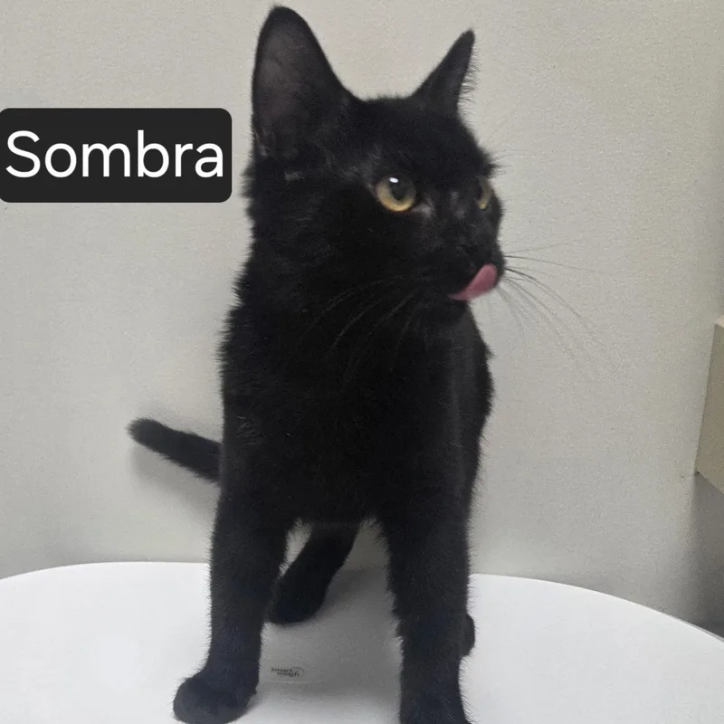 A young medium-sized male Black Domestic Short Hair cat named Sombra for adoption in SNOW HILL, NC