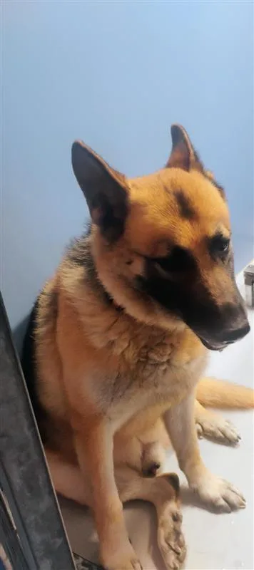 An adult extra large-sized male Yellow / Tan / Blond / Fawn German Shepherd Dog dog named 61297365 for adoption in El Paso, TX