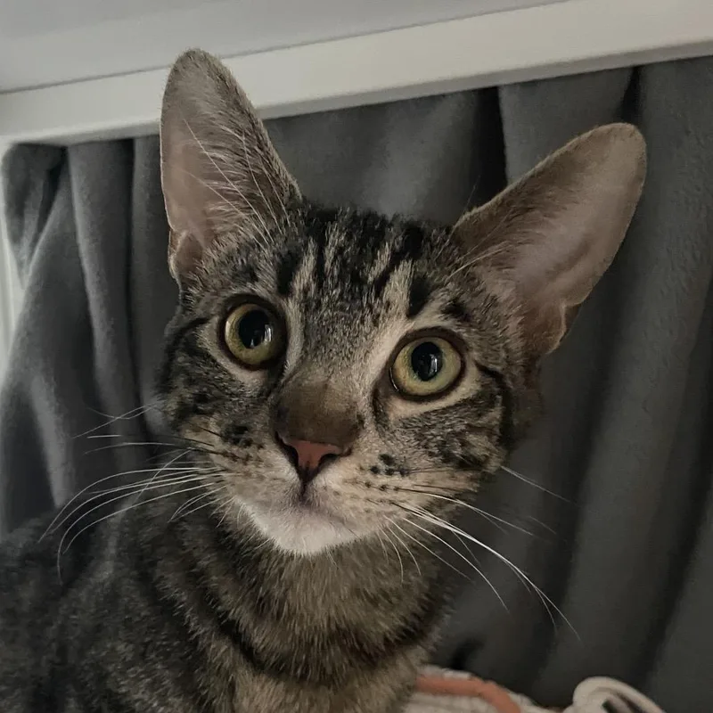 New Sensation thumbnail 2