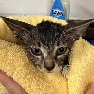 A baby small-sized female Brown / Chocolate Domestic Short Hair cat named SoecaC for adoption in East Saint Louis, IL