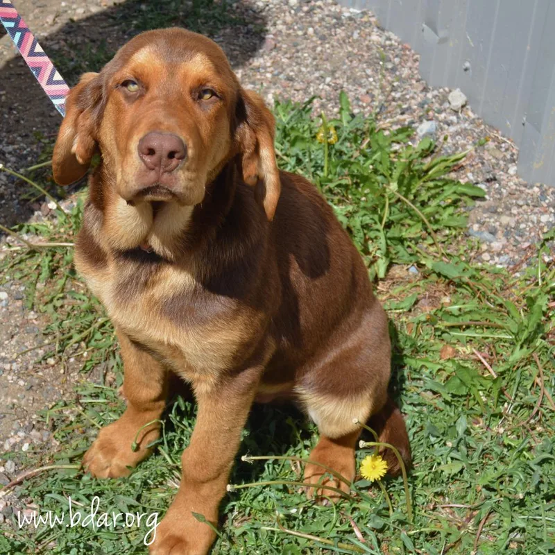 A baby large-sized male Red / Chestnut / Orange Bloodhound dog named Buster for adoption in Cheyenne, WY