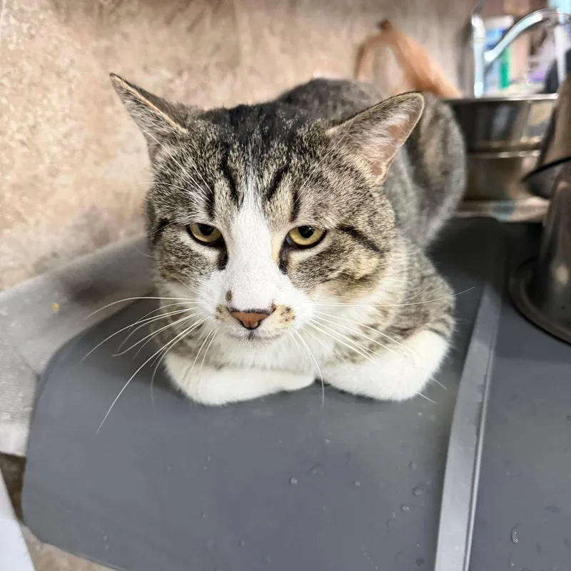 An adult large-sized male American Shorthair cat named Cry Baby for adoption in St. George, UT