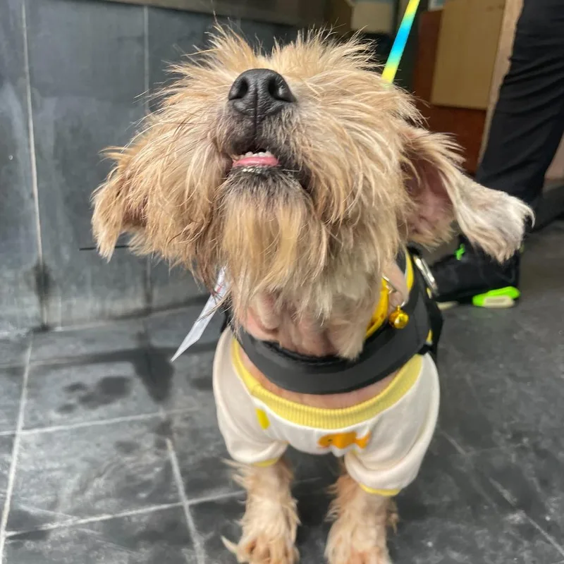 Ducky Fka Lucky thumbnail 3