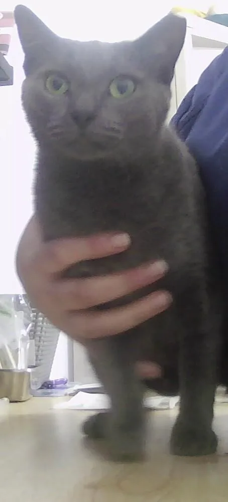 An adult medium-sized female Gray / Blue / Silver Domestic Short Hair cat named Leira for adoption in Anoka, MN