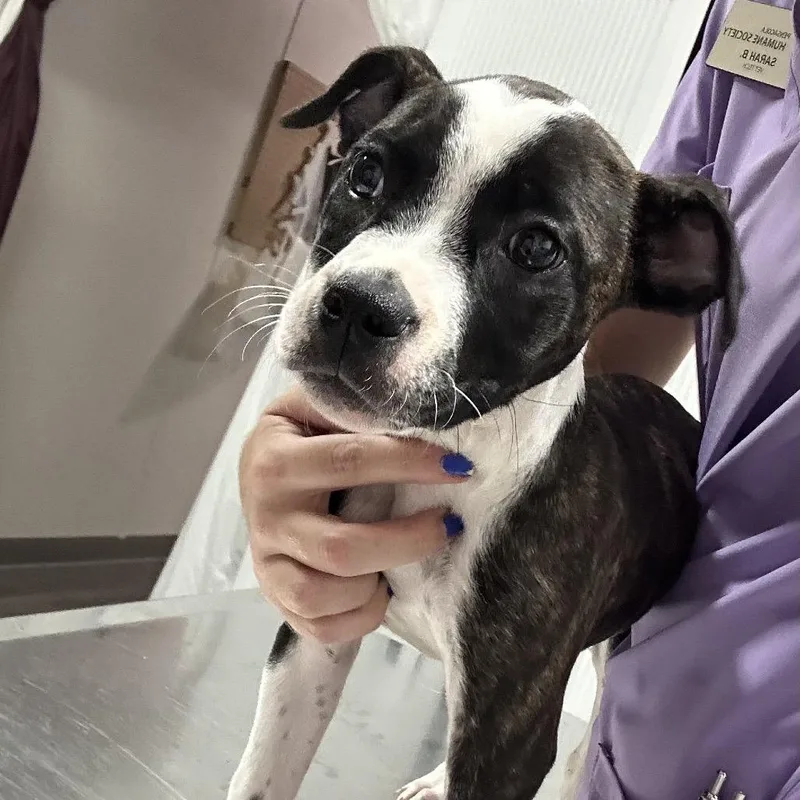 A baby medium-sized female Brindle Mixed Breed dog named Gertrude for adoption in Pensacola, FL