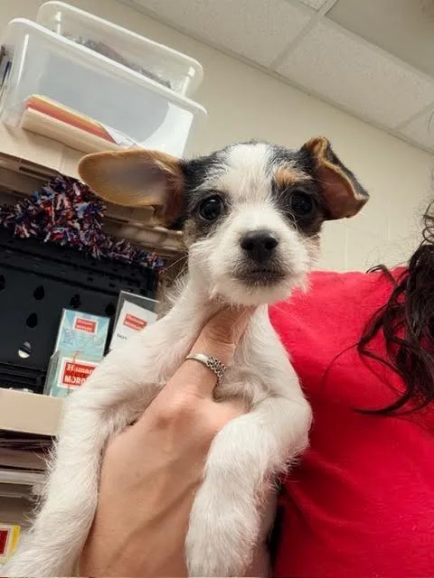 A baby medium-sized female Chihuahua dog named Stella for adoption in Madison, GA