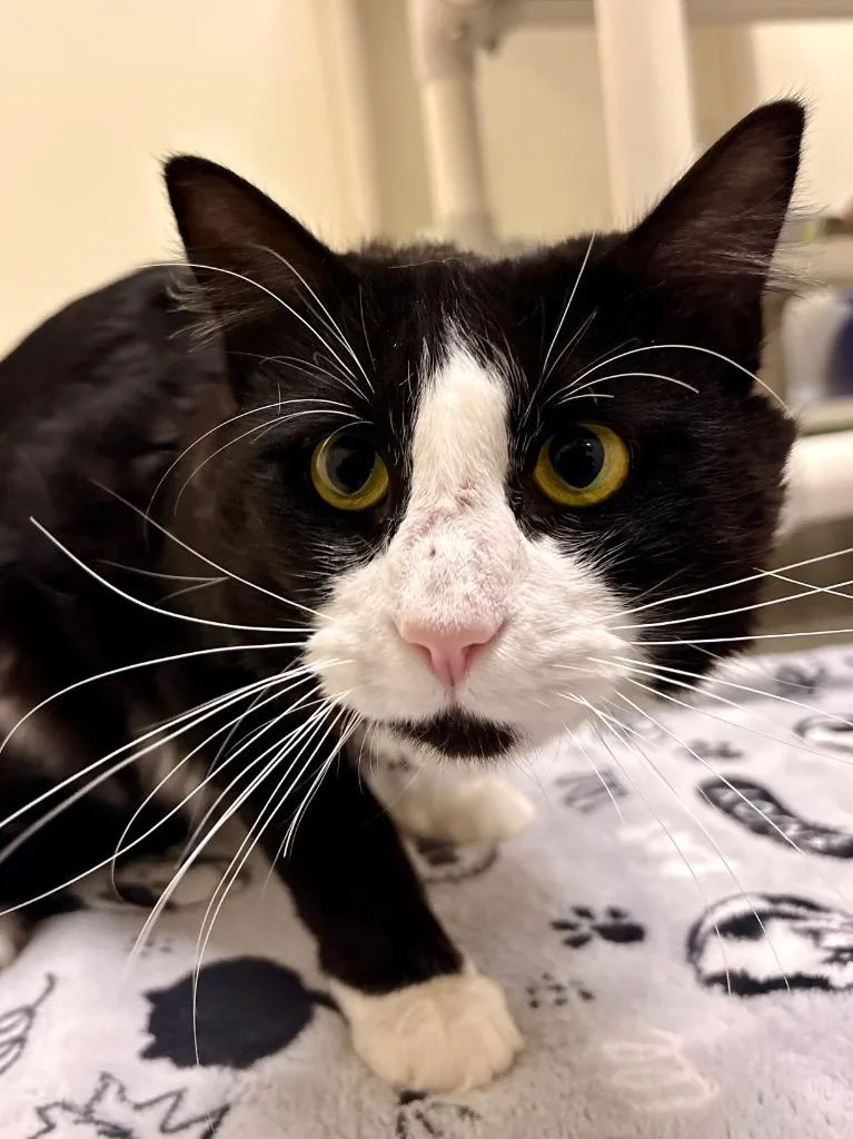 An adult medium-sized male Domestic Medium Hair cat named Voodoo for adoption in Fall River, MA