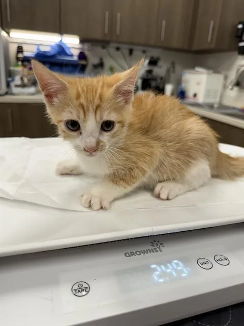 Tiny