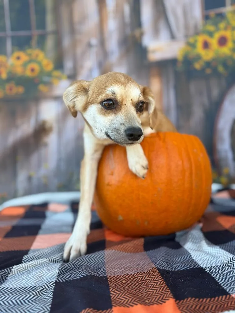 A young large-sized female Mixed Breed dog named Foxy for adoption in Lakeland, GA