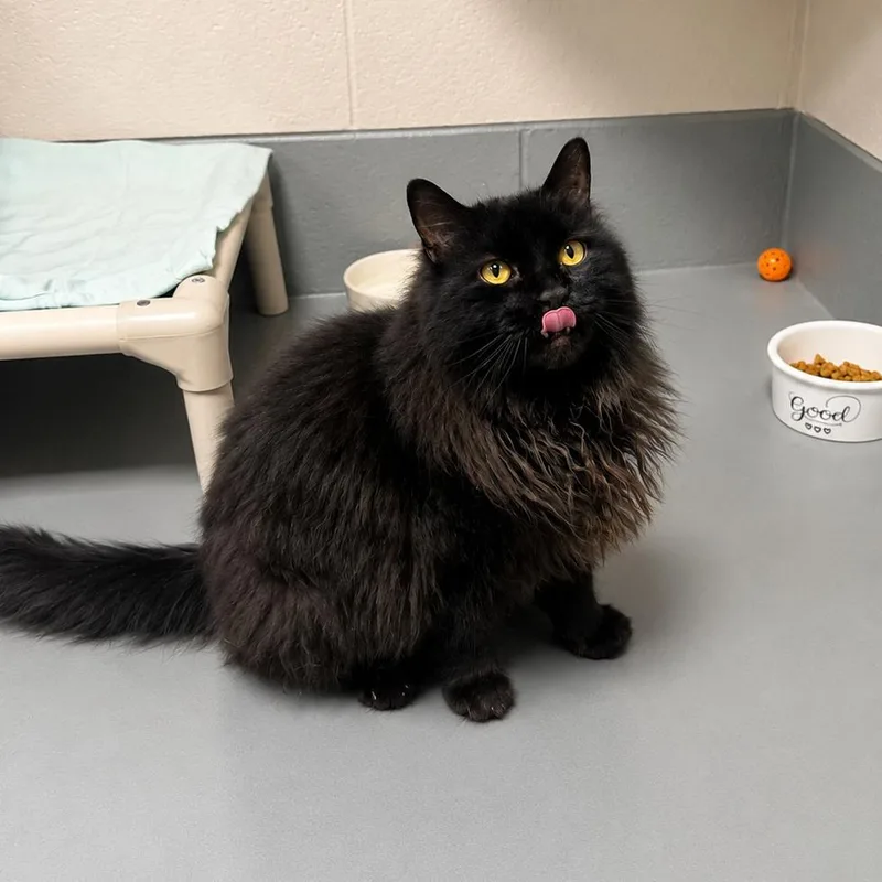 A senior small-sized male Black Domestic Long Hair cat named Matty for adoption in Hopkinton, MA
