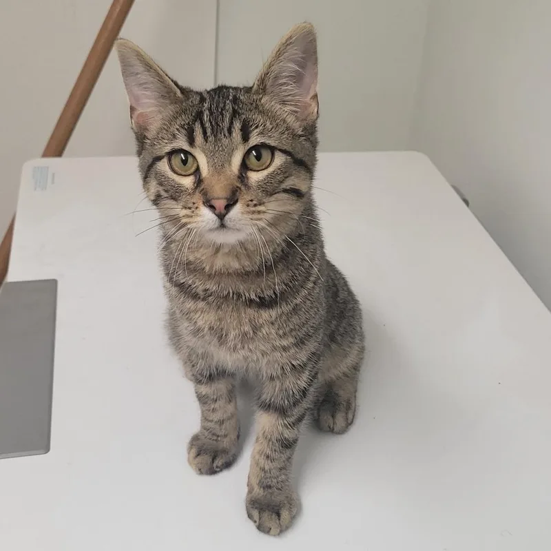 A baby medium-sized male Gray / Blue / Silver Domestic Short Hair cat named Tut for adoption in Chicago, IL