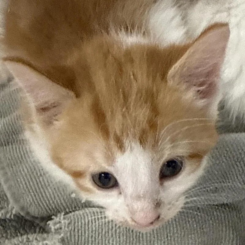 A baby small-sized male Orange / Red Domestic Short Hair cat named Elio for adoption in Evansville, IN