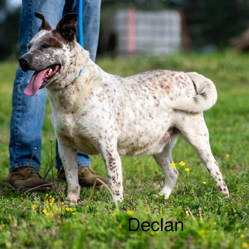 An adult large-sized male White / Cream Catahoula Leopard Dog dog named Declan for adoption in Bartlett, TN