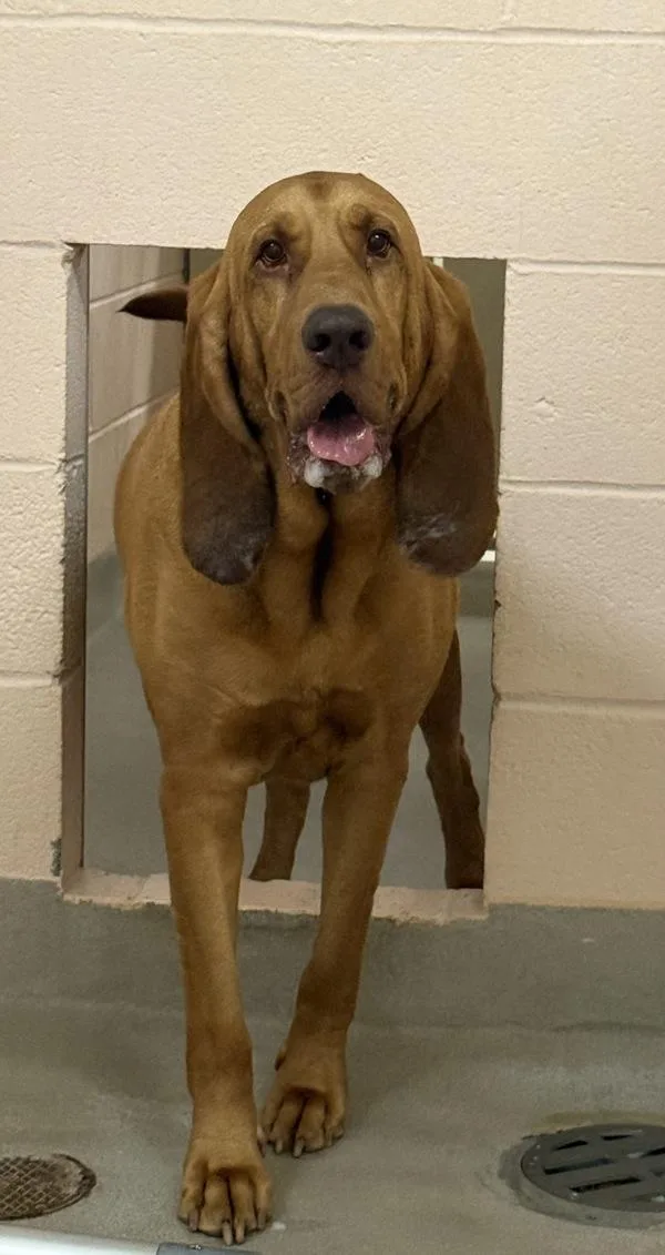 An adult large-sized male Bloodhound dog named Bill for adoption in Millersville, MD