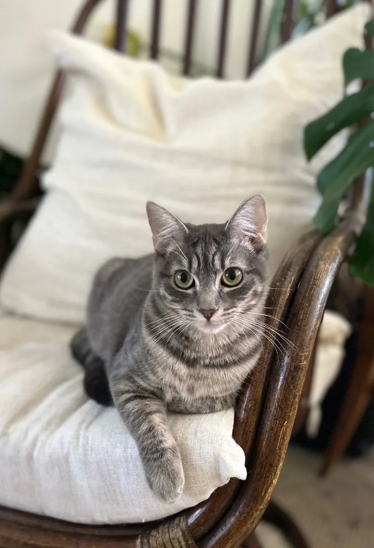 Jelly Bean thumbnail 2