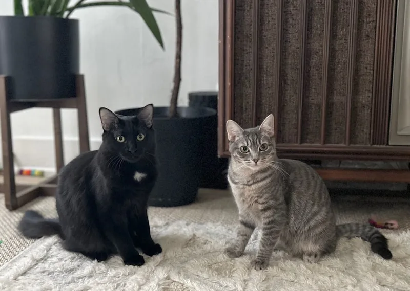 Jelly Bean thumbnail 3