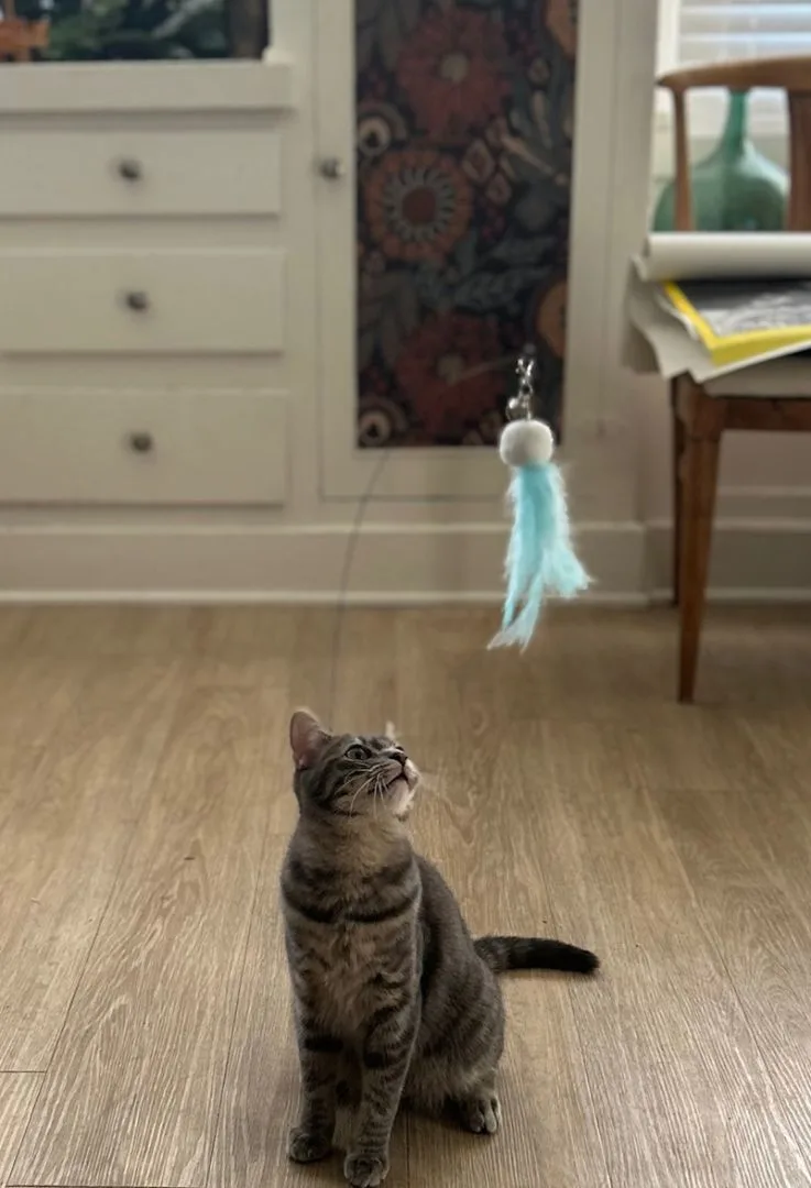 Jelly Bean thumbnail 4