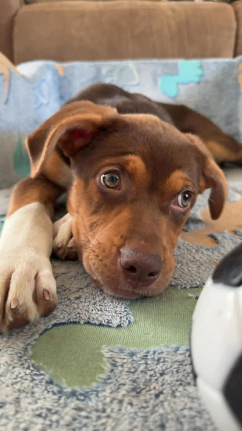A young large-sized female Brown / Chocolate Mixed Breed dog named Sedona for adoption in Kenosha, WI