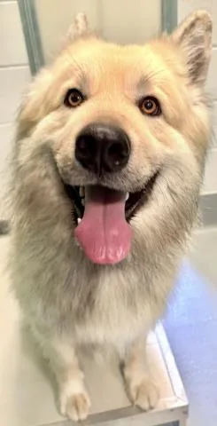 A young large-sized male Alaskan Malamute dog named Hugo for adoption in Visalia, CA
