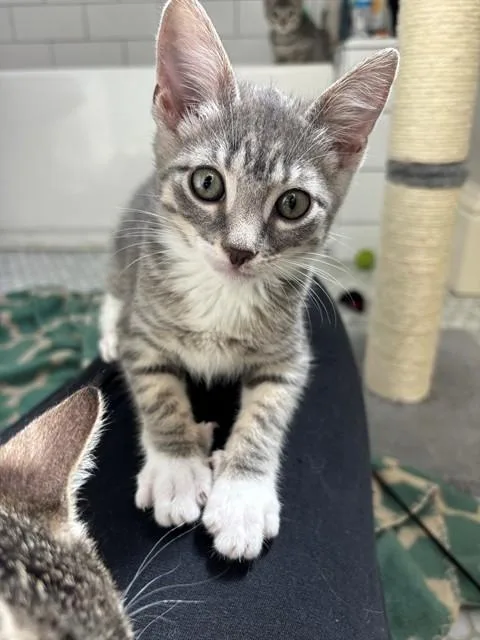 Pepper