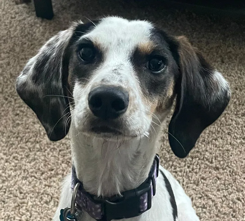 An adult medium-sized male Tricolor (Brown, Black, & White) Beagle dog named Alvin for adoption in Manassas, VA