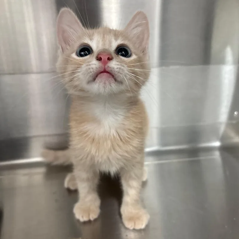 A baby small-sized male Buff / Tan / Fawn Domestic Short Hair cat named Beetle for adoption in Corpus Christi, TX