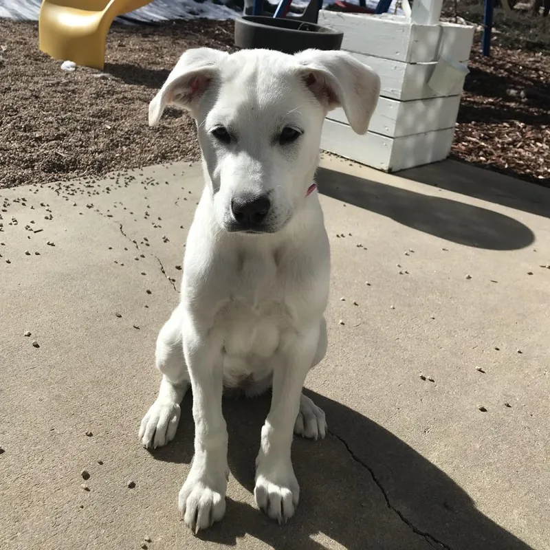 A young small-sized female White / Cream Great Pyrenees dog named Lucy for adoption in Colorado Springs, CO