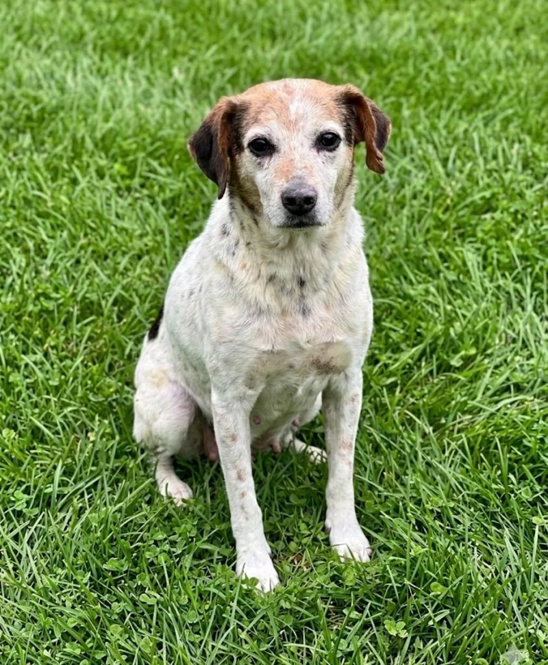 An adult medium-sized female Hound dog named Linda for adoption in Wabash, IN