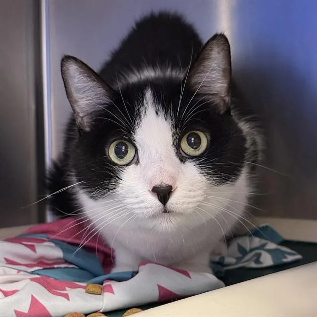 An adult small-sized female Domestic Short Hair cat named Oreo for adoption in Las Vegas, NV