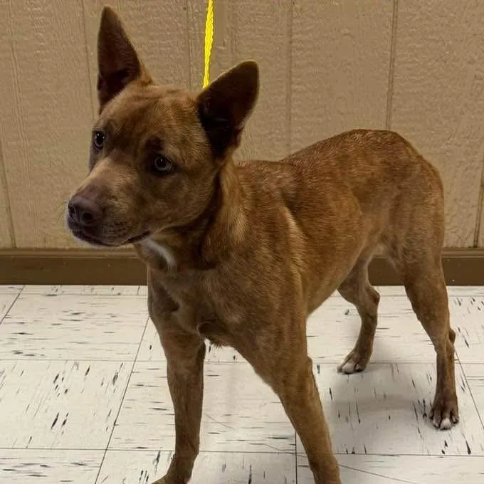 A young medium-sized female Brindle Carolina Dog dog named Cher for adoption in Fredericksburg, TX