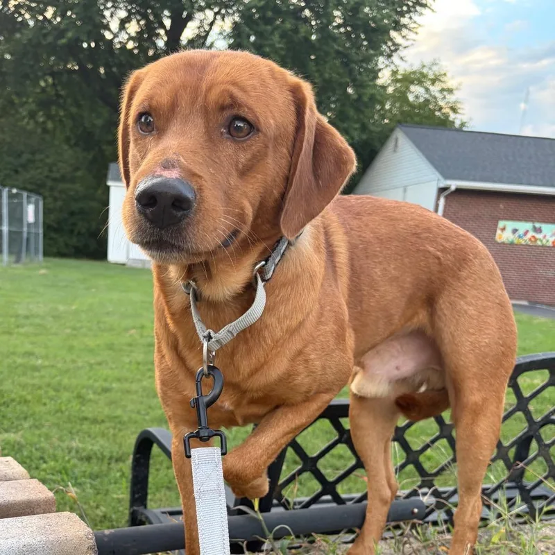 An adult medium-sized male Brown / Chocolate Mixed Breed dog named Motion for adoption in Fredericksburg, VA
