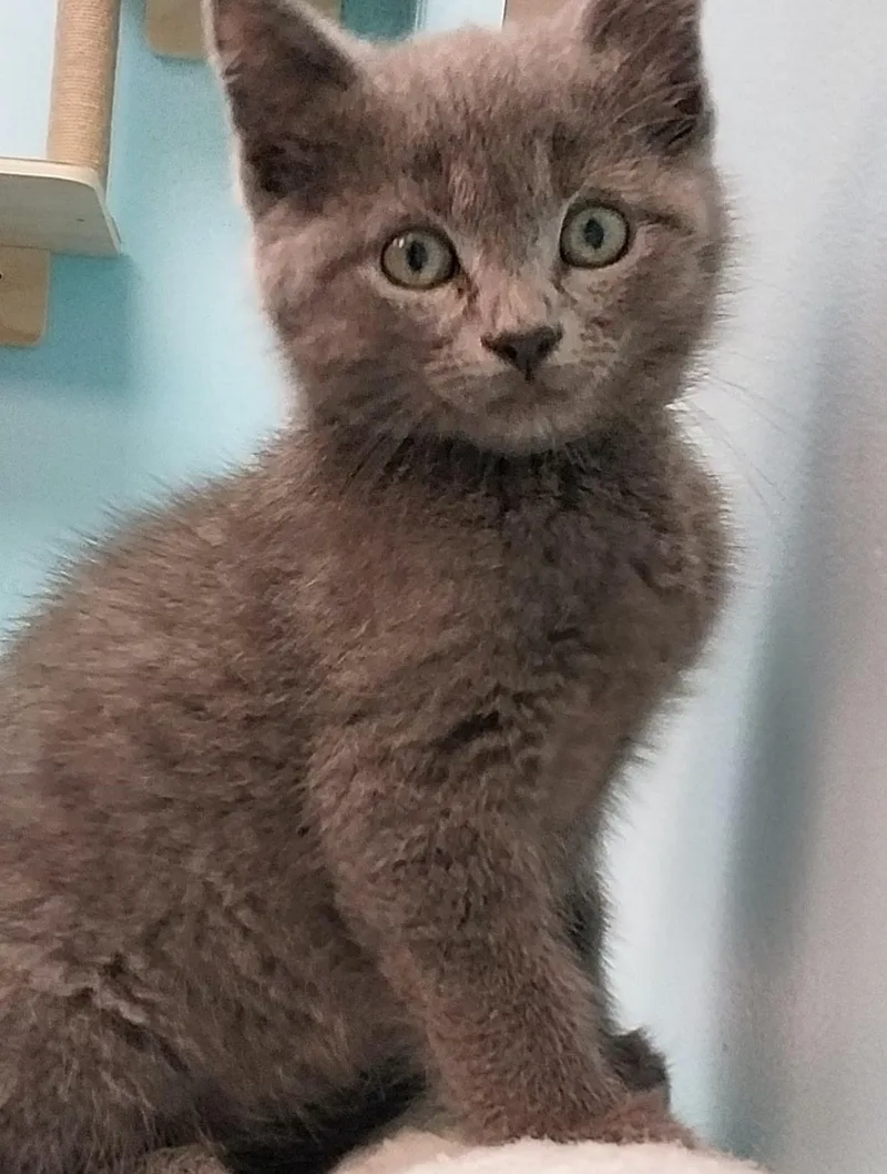 A young medium-sized male Gray / Blue / Silver Domestic Short Hair cat named Ajak for adoption in Washburn, WI